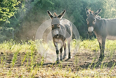 Mini donkeys in pasture looking at camera after dust bath Stock Photo