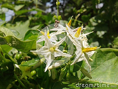 Mini Eggiplant flower Stock Photo