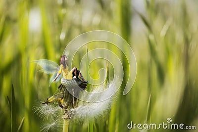 Mini fairy selfportrait on dandelion Stock Photo