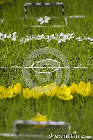 Mini flower football field Stock Photo