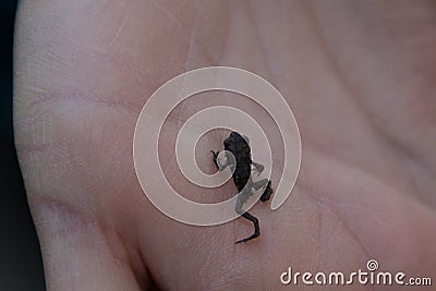 Mini Frog in the hand Stock Photo