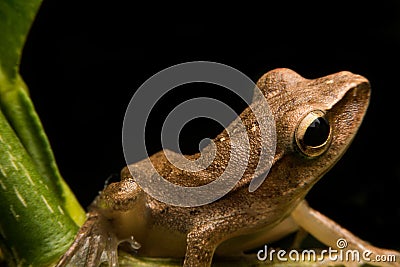 Mini frog Stock Photo