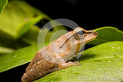 Mini frog Stock Photo