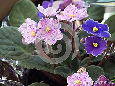Mini garden with fortunes and violets. Stock Photo