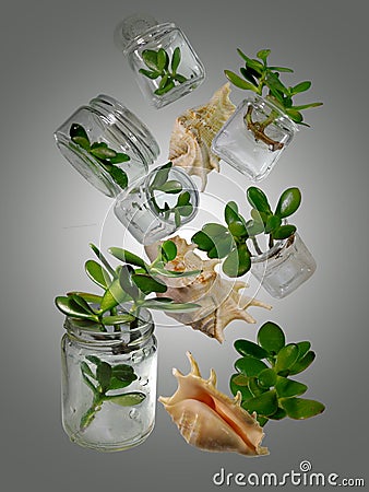 A mini-garden made of branches of Crassula Ovata placed in a glass jars Stock Photo