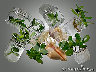 A mini-garden made of branches of Crassula Ovata placed in a glass jars Stock Photo