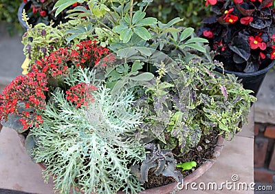 Mini Garden in a tub Stock Photo