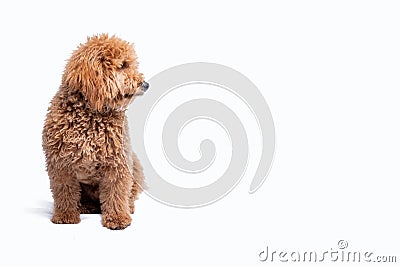 Mini golden doodle puppy in a white background looking to the side Stock Photo