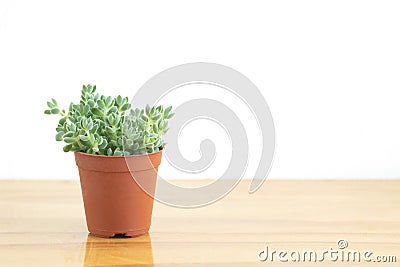 Mini Green Crassula Succulent Flowering Plants Pot Stock Photo