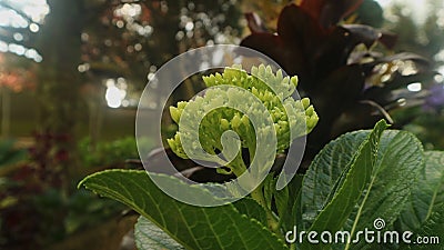 Mini green hydrangea, is great for any bride looking for that hard-to-find bright green flower. Stock Photo