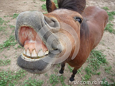 Mini Horse and Massive Smile Stock Photo