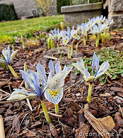 is a Mini Iris with early blooming, fragrant plum purple flowers with a touch Stock Photo