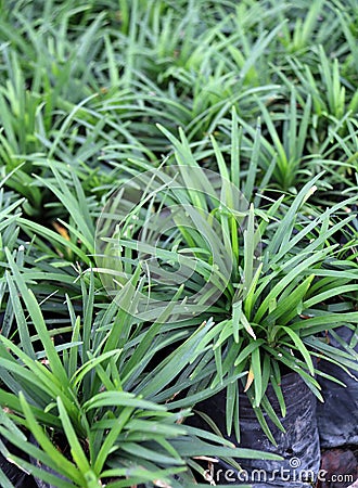 Mini Mondo Grass in the plastic black bag of nursery plants. Snakes Beard plant is a dense herbaceous evergreen perennial grass. Stock Photo