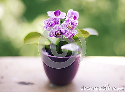 Mini orchid Stock Photo