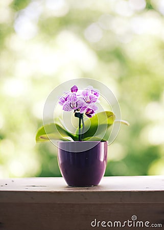 Mini orchid Stock Photo