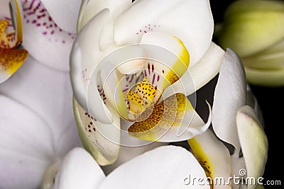 Mini orchid Ceramic Flower Stock Photo