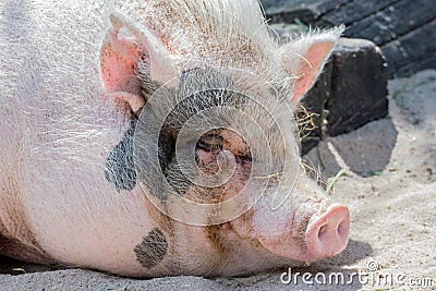 Mini pig Stock Photo