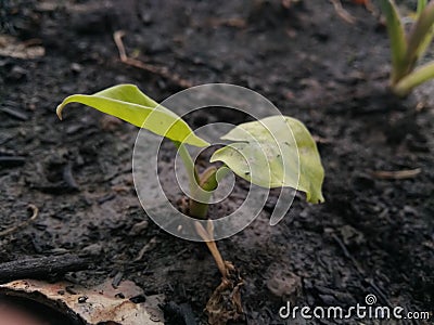 Mini plant Stock Photo