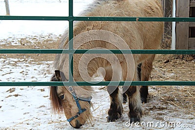 Mini pony behind gate Stock Photo