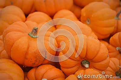 Mini Pumpkins Background Stock Photo