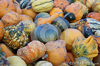 Mini colorful pumpkins Stock Photo