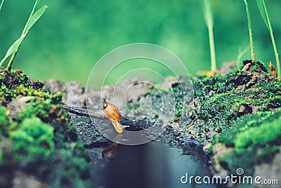 mini slug looking for a drink Stock Photo