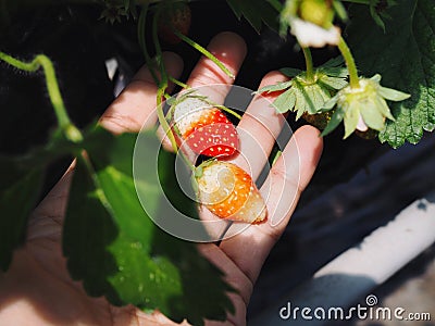 Mini strawberry in hand Stock Photo