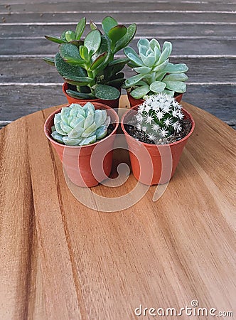 Mini cute cactus and succulent. Stock Photo