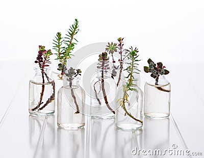 Mini succulent cuttings in smal bottles ready for reproduction and planting Stock Photo