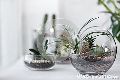 Mini succulent garden in glass terrarium Stock Photo