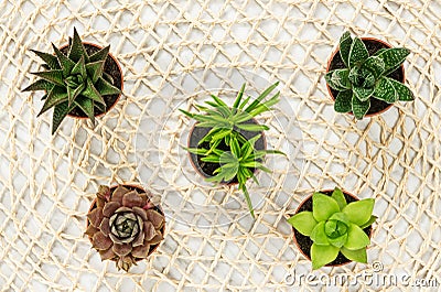 Mini succulent plants on natural mesh background Stock Photo