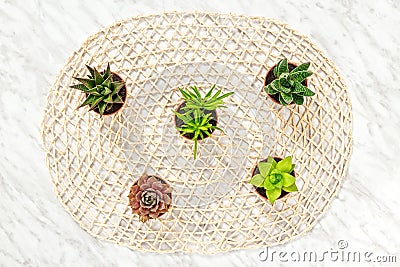 Mini succulent plants on ornamental background Stock Photo