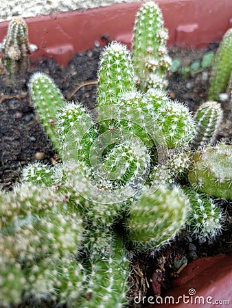 Mini suculent-cactus Ã®n a planter Stock Photo