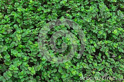 Mini turtle plants in the garden, green leaves Stock Photo