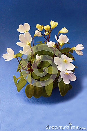 Mini violet on a blue background. Stock Photo