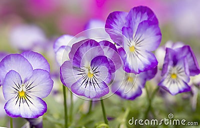 Mini violet flower Stock Photo