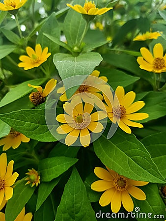 Mini yellow sun flower Stock Photo