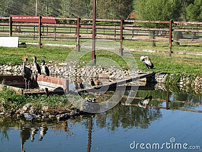 Mini zoo in the city of Pyatigorsk in Russia. Editorial Stock Photo