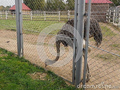 Mini zoo in the city of Pyatigorsk in Russia. Editorial Stock Photo