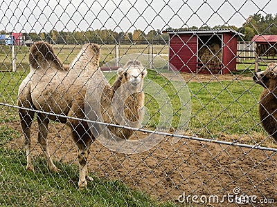 Mini zoo in the city of Pyatigorsk in Russia. Editorial Stock Photo