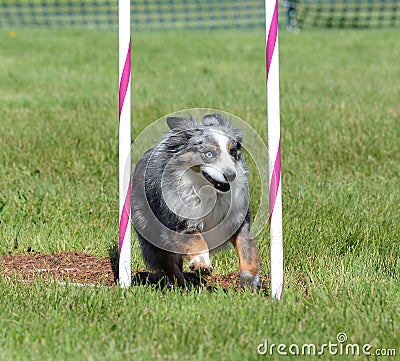 Miniature American (formerly Australian) Shepherd at Dog Agility Trial Stock Photo