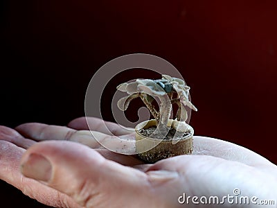 Miniature bonsai in a bottle cap Stock Photo