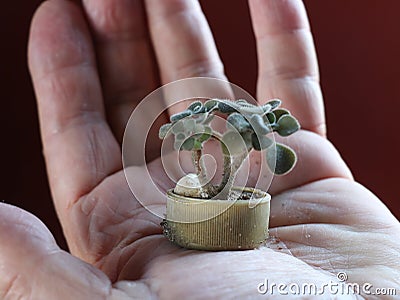 Miniature bonsai in a bottle cap Stock Photo