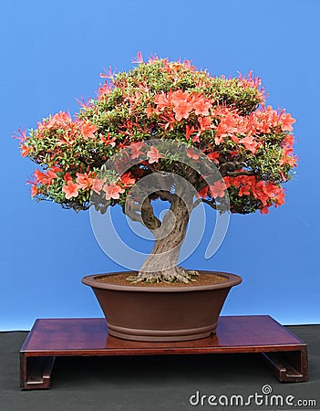 Miniature Bonsai Tree. Stock Photo
