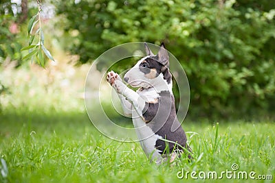 Miniature Bull Terrier Stock Photo