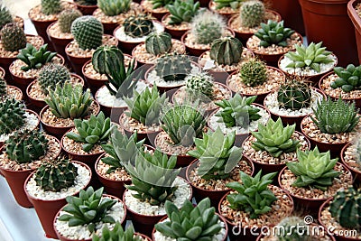Miniature cacti Stock Photo
