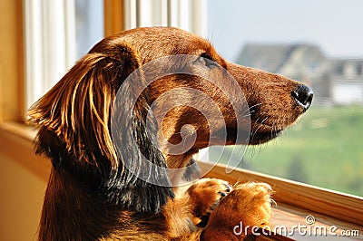 Miniature Dachshund Looking out a Window Stock Photo