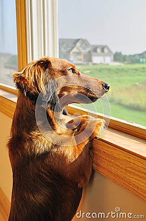 Miniature Dachshund Looking out a Window Stock Photo