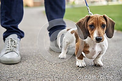 Miniature Dachshund with owner Stock Photo