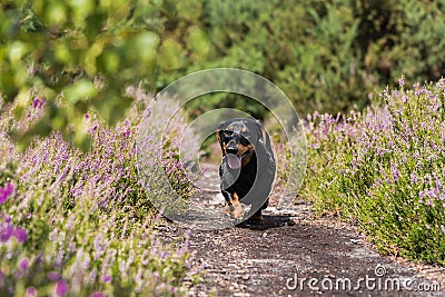 Miniature Dachshund walking amongst purple heather Stock Photo